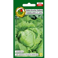 Sałata Królowa Lata 1 g